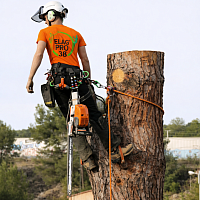 Artisan Elagueur Isère 38 élagage abattage taille